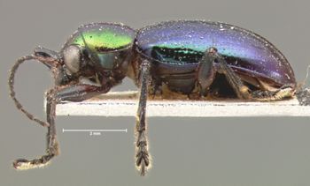 Media type: image; Entomology 9936   Aspect: habitus lateral view